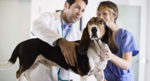 Talking to Your Vet about Chronic Kidney Disease (CKD, CRF, CRD)