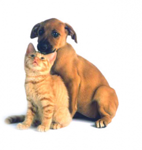 Introducing-Your-New-Cat-to-Your-Dogs