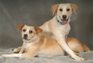 introduce-my-dog-to-another-dogs introduce-my-dog-to-another-dogs